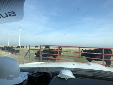 cattle are common on ranch-located wind sites and will shelter near turbines and pad mount transformers